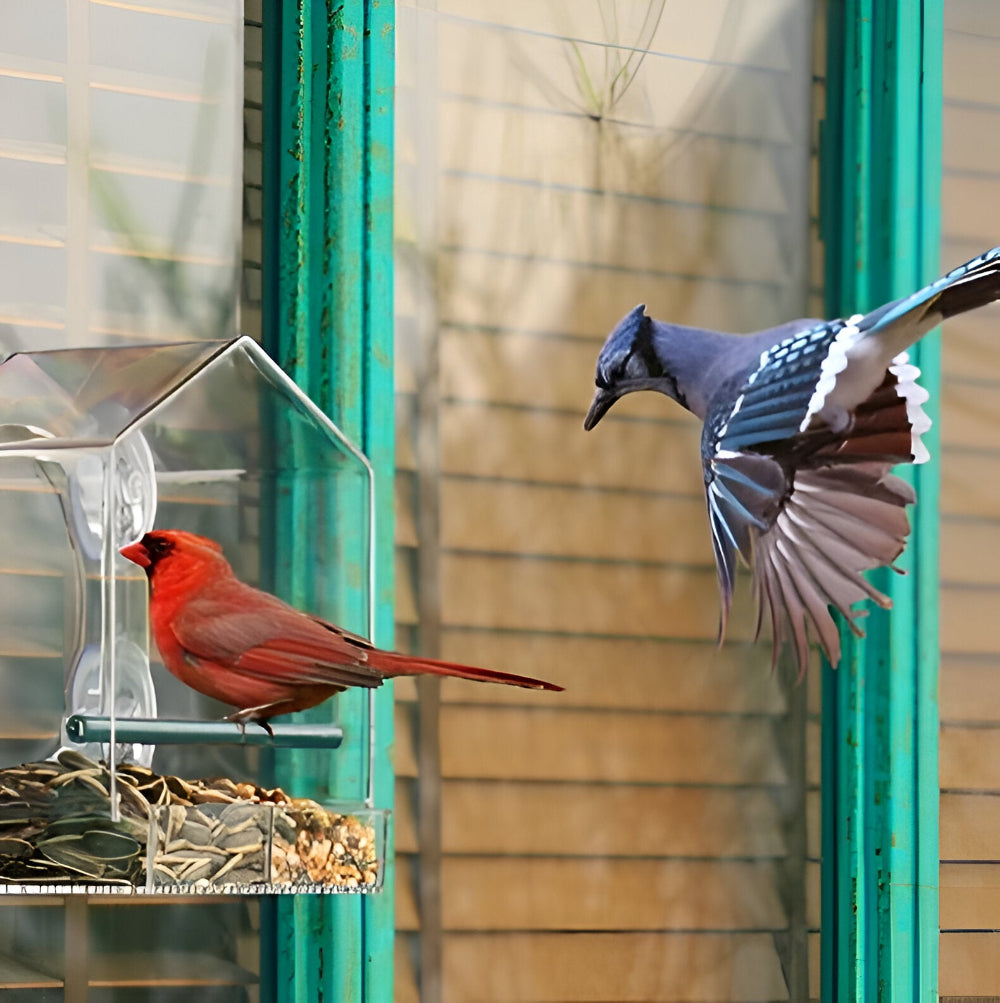 TrayHaven Fenster-Vogelfutterhaus – Vögel Direkt Vor Ihrem Fenster Beobachten 1