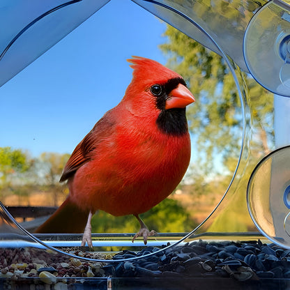 TrayHaven Fenster-Vogelfutterhaus – Vögel Direkt Vor Ihrem Fenster Beobachten 2